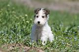 FOX TERRIER 312